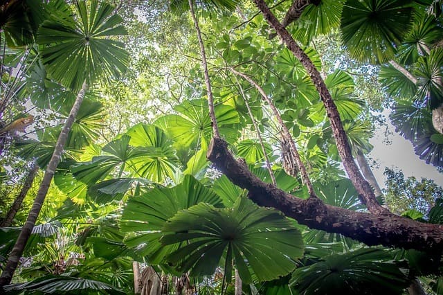 Daintree-Rainforest