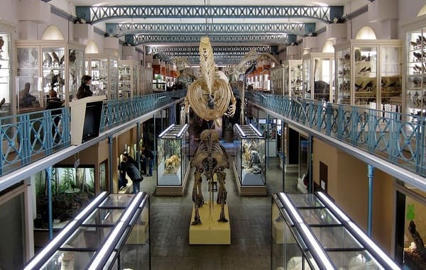 Musee-Histoire-Naturelle-de-Lille