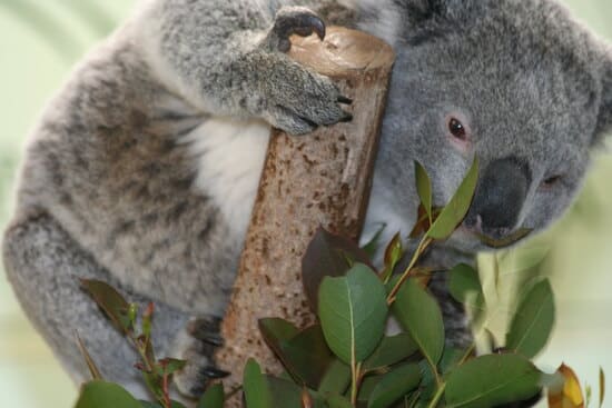 Featherdale-Wildlife-Park