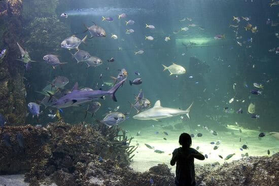 Sea-Life-Sydney-aquarium