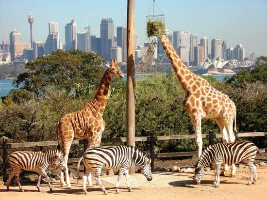 Taronga-Zoo-Sydney