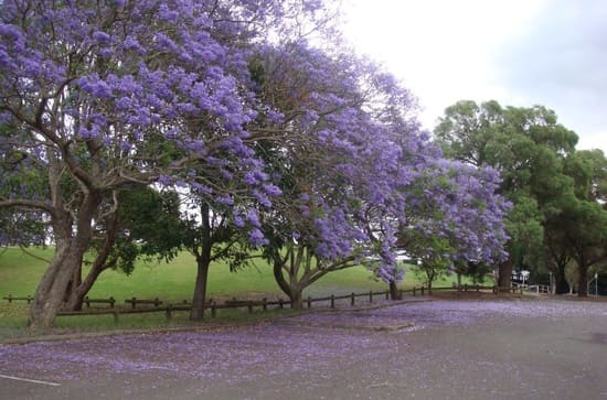 Parramatta-Park