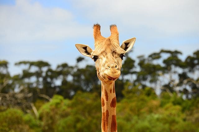 Werribee-Open-Range-Zoo-Cosa-fare-a-Melbourne