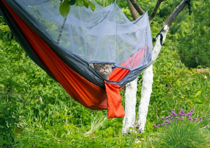 Comment-eviter-dabimer-les-arbres-lors-du-camping-en-hamac